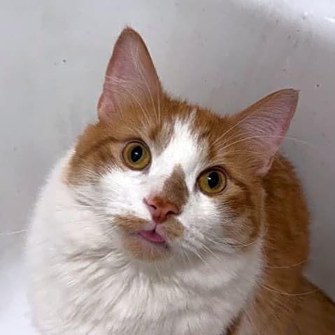 Photo of Archie