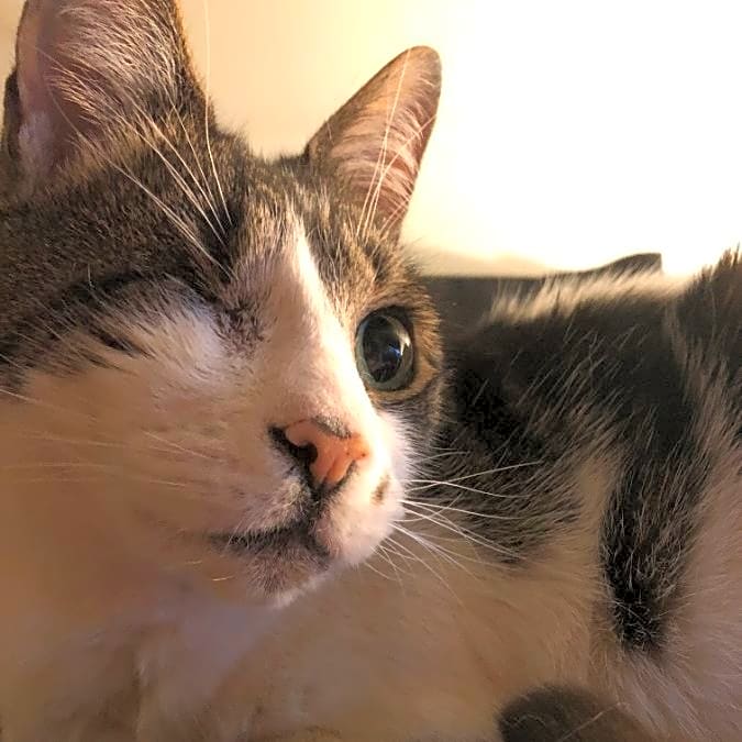 Photo of Pirate