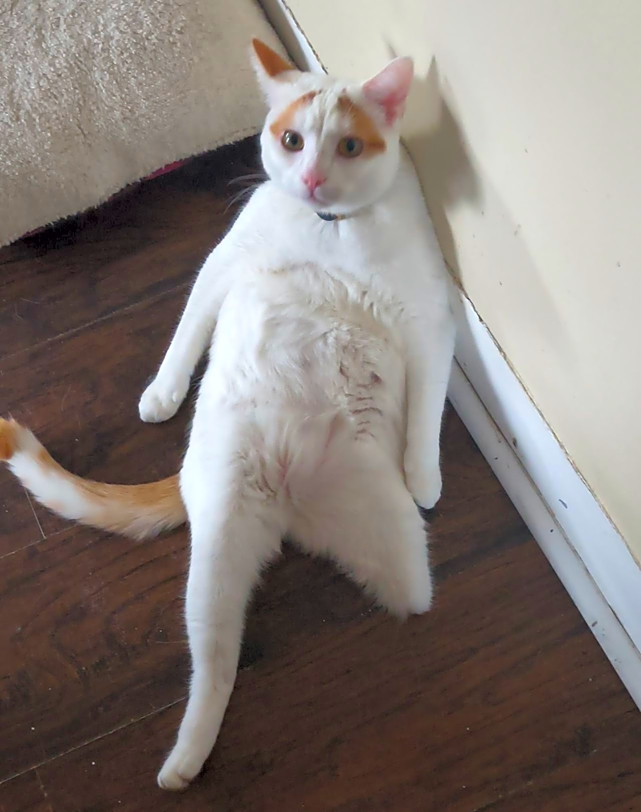 Photo of Nemo