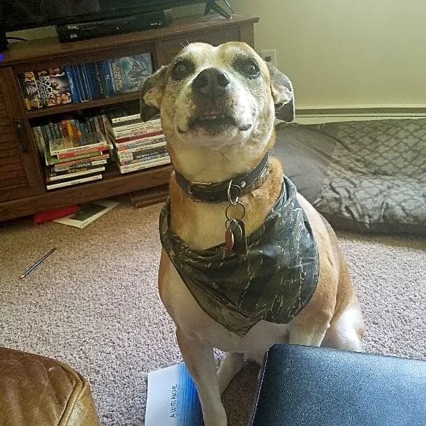 Photo of Remington (Remy)