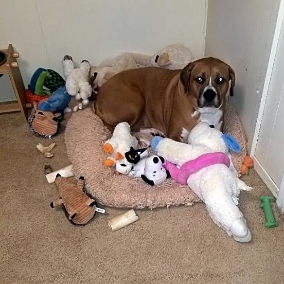 Photo of Nala
