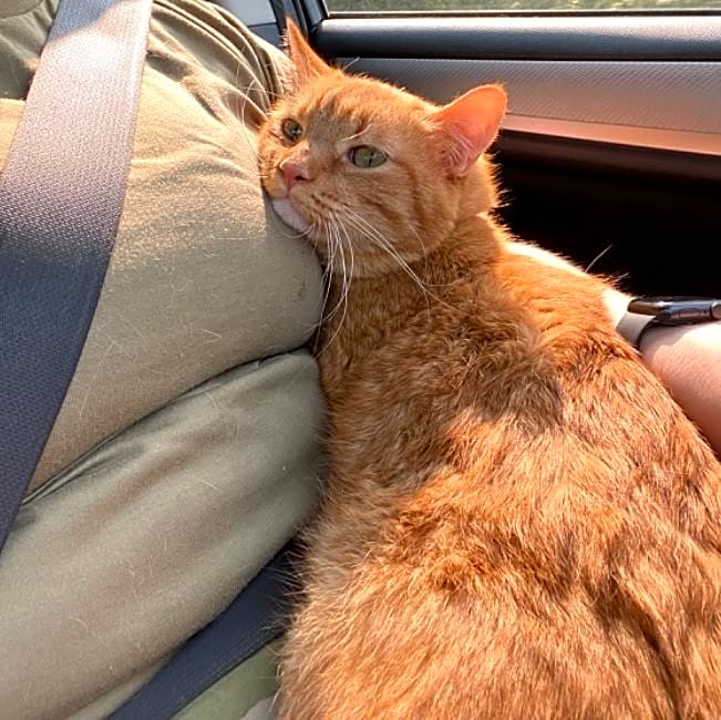 Photo of Percy