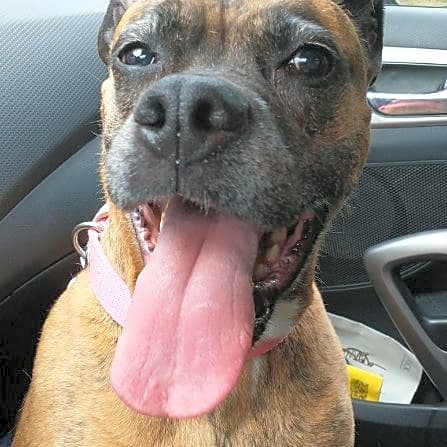 Photo of Buttercup