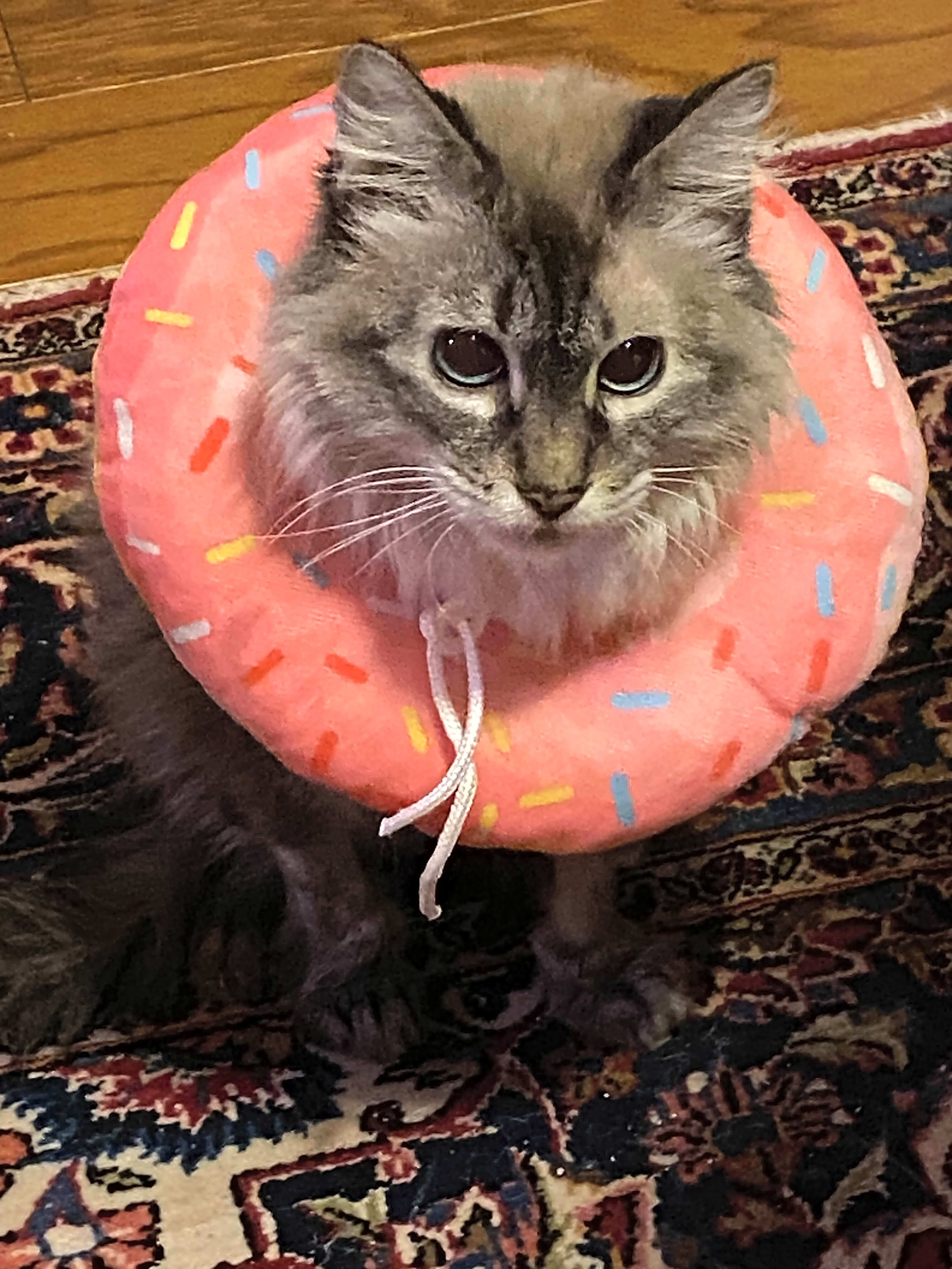 Photo of Tiki