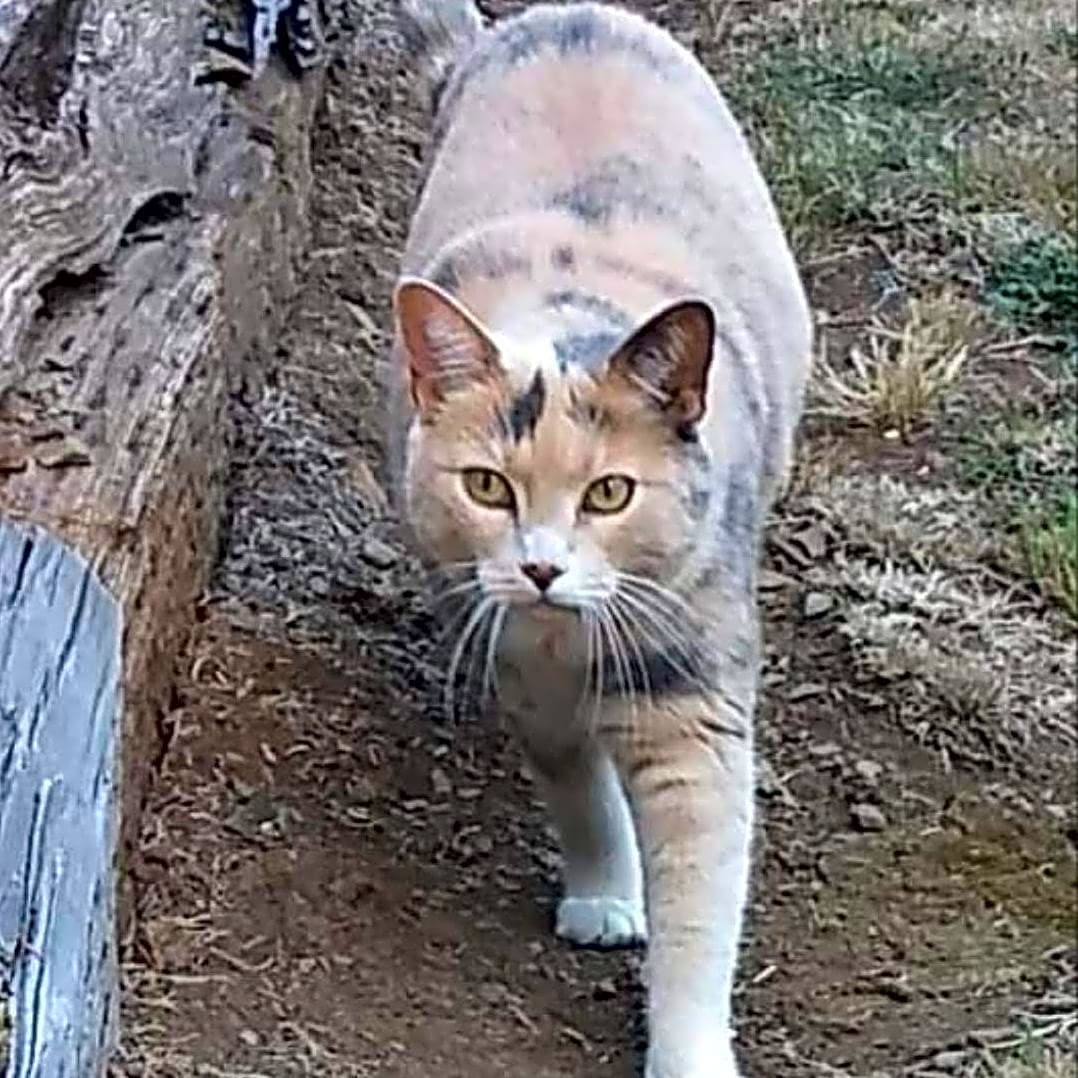 Photo of Keemah