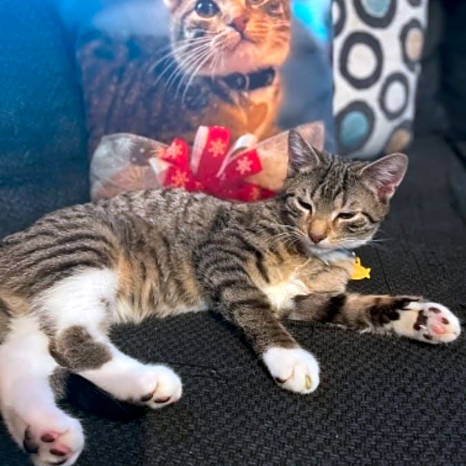 Photo of Trax