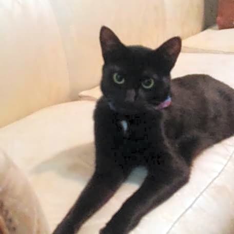 Photo of Shadow