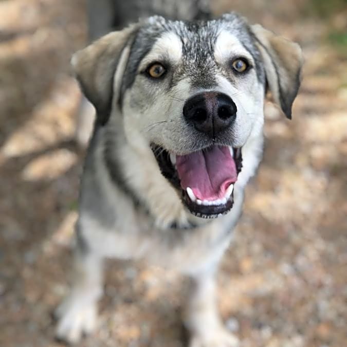 Photo of Zelda