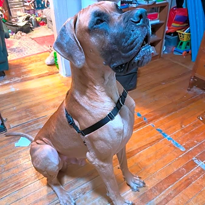 Photo of Cosmo