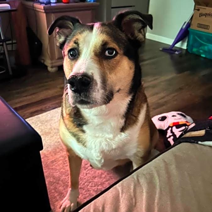 Photo of Bailey