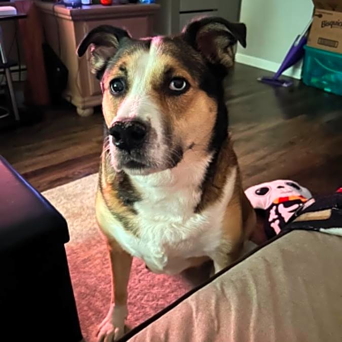 Photo of Bailey