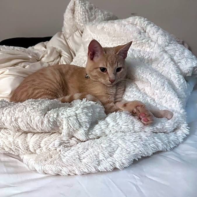 Photo of Simba