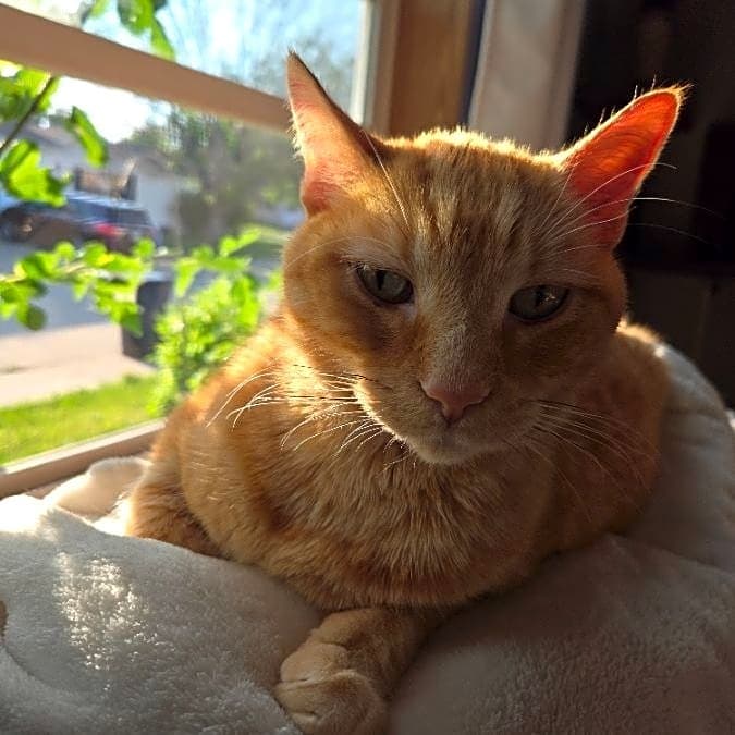 Photo of Leo