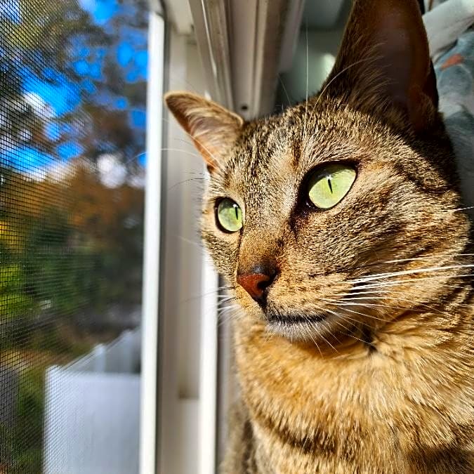 Photo of minerva
