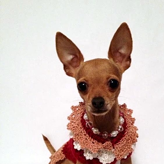 Photo of Dixie Belle The Volunteer Dog