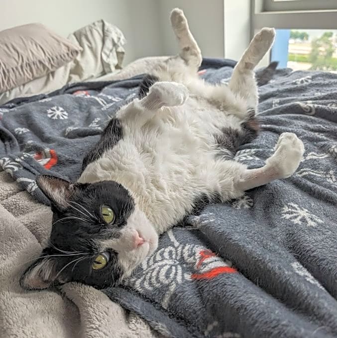 Photo of Neko