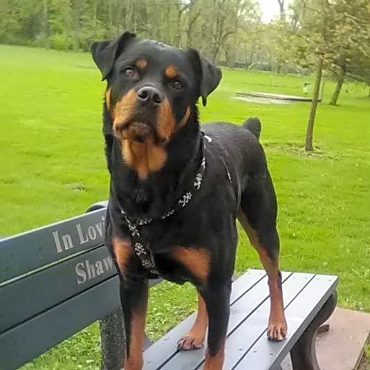 Photo of Enzo