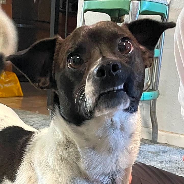 Photo of Rosco