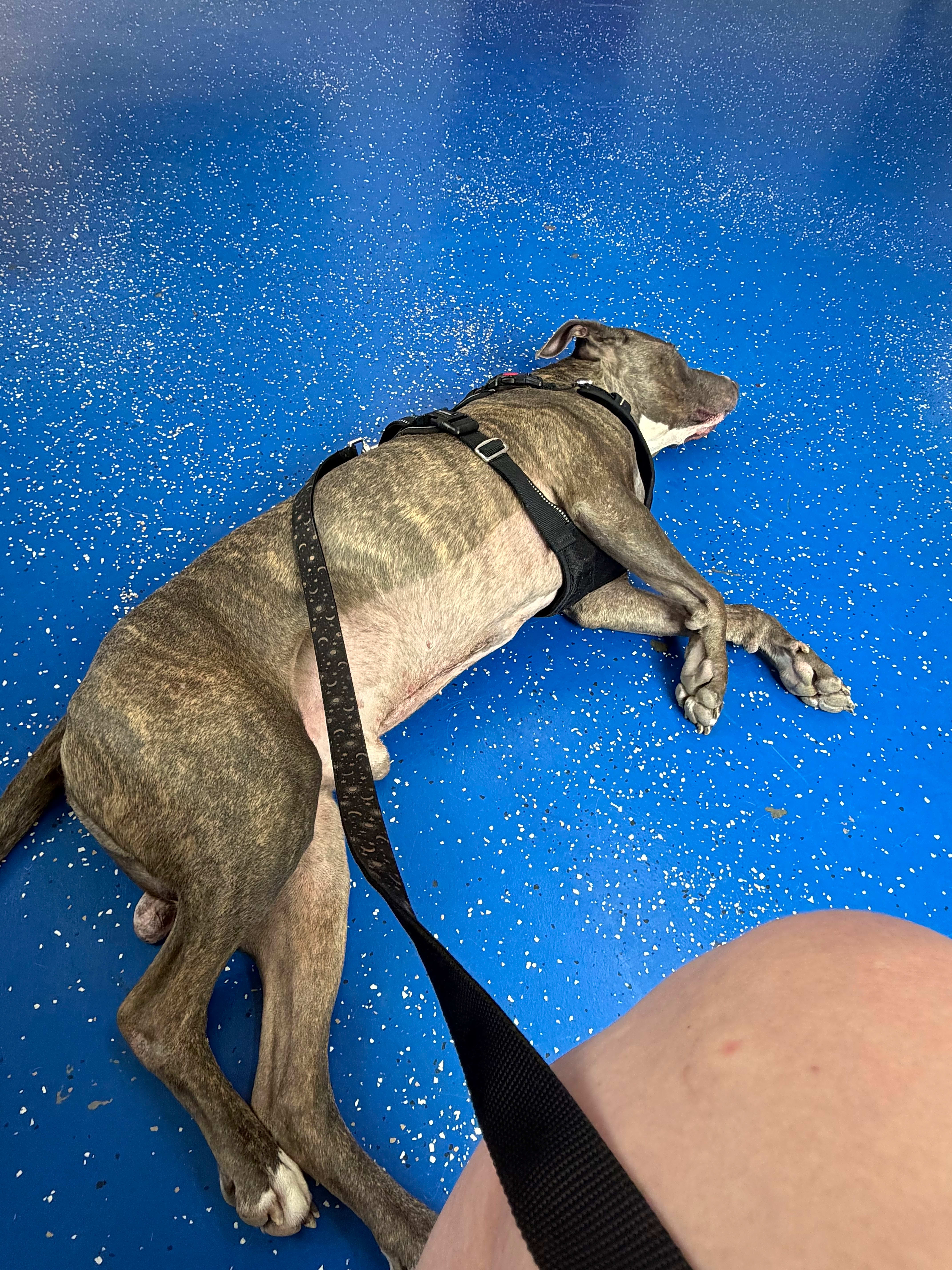 Photo of Odie