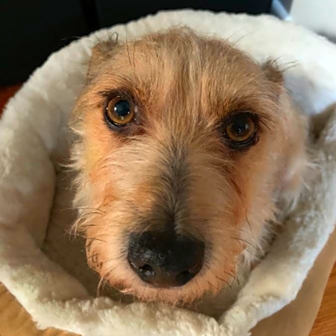 Photo of Barkley