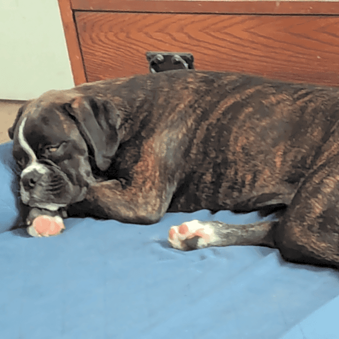 Photo of Daisy