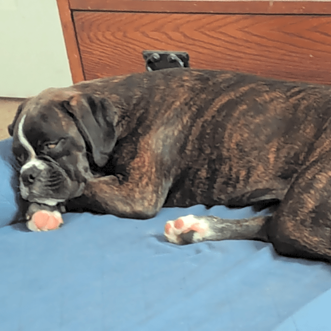 Photo of Daisy