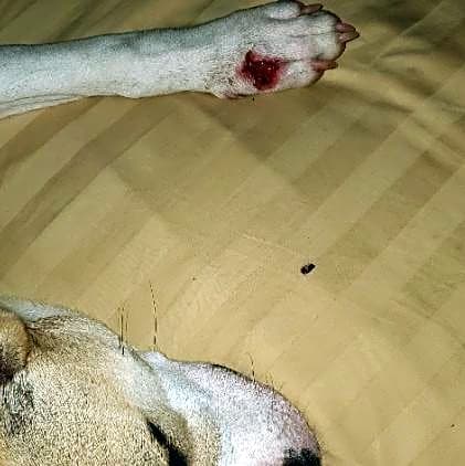 Photo of Necee