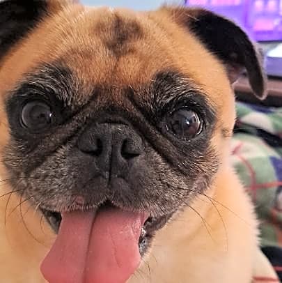 Photo of Poppy