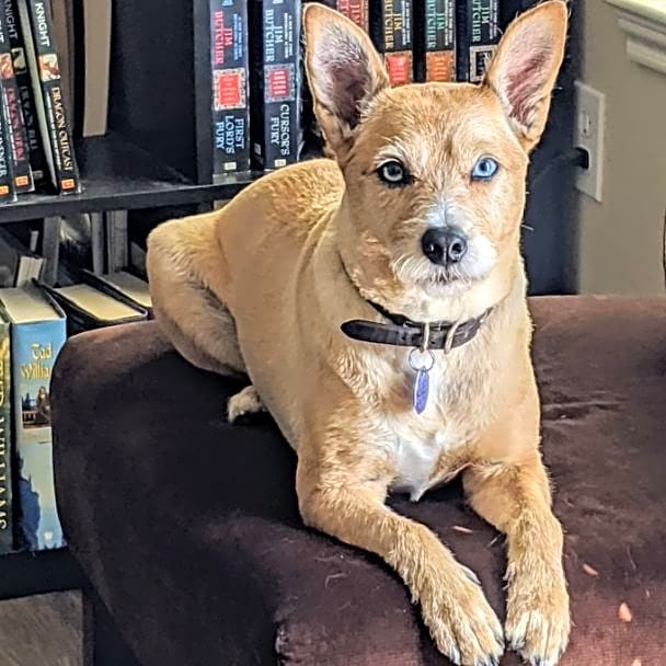 Photo of Layla