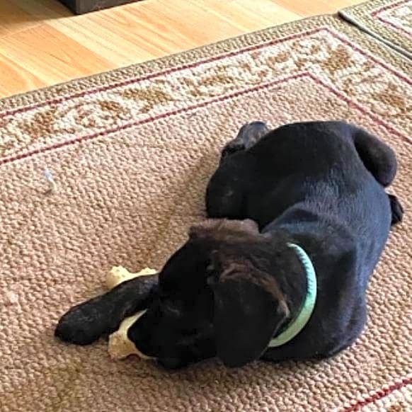 Photo of Molly