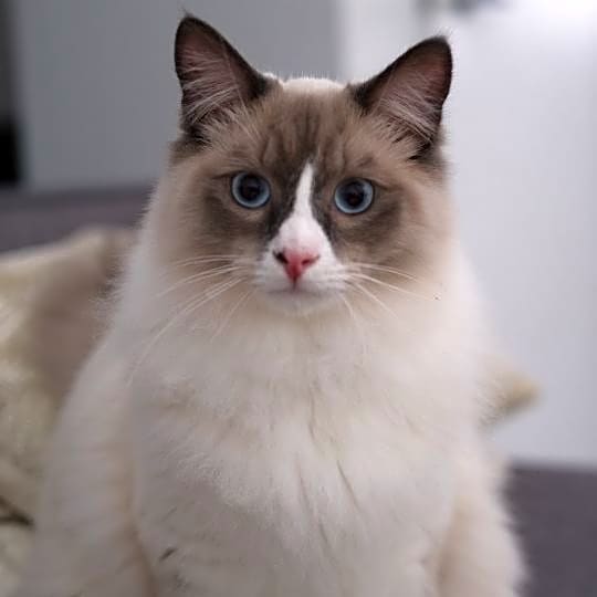 Photo of Winston