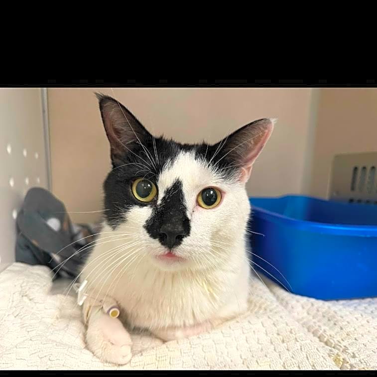 Photo of Bam bam