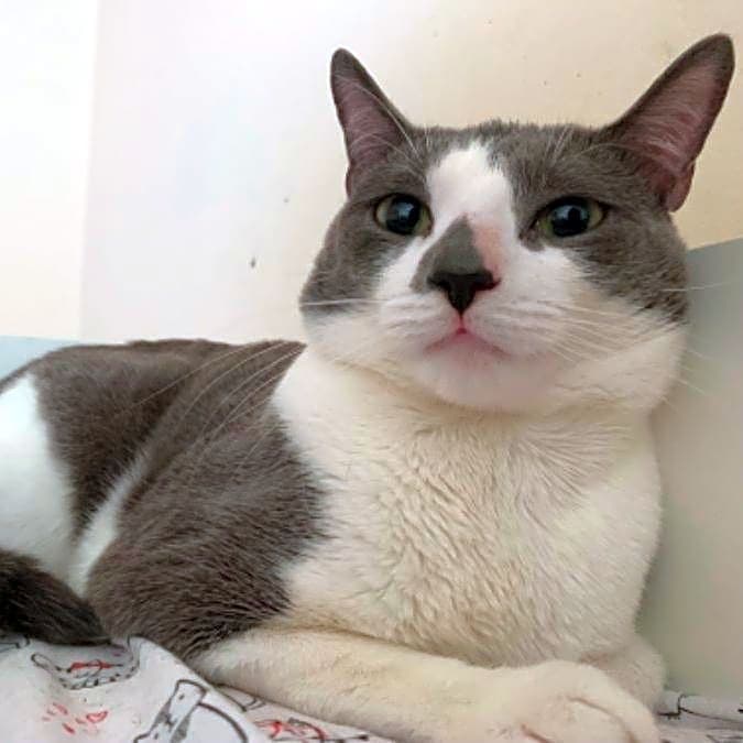 Photo of Astro