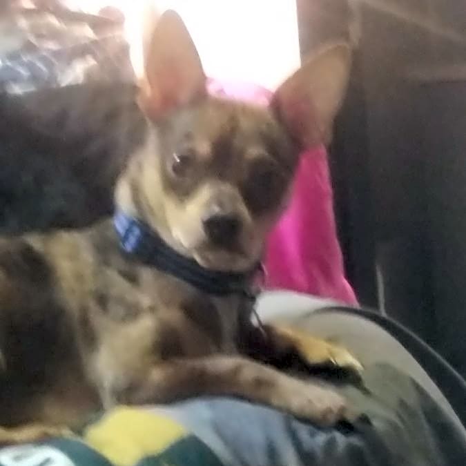 Photo of Loki