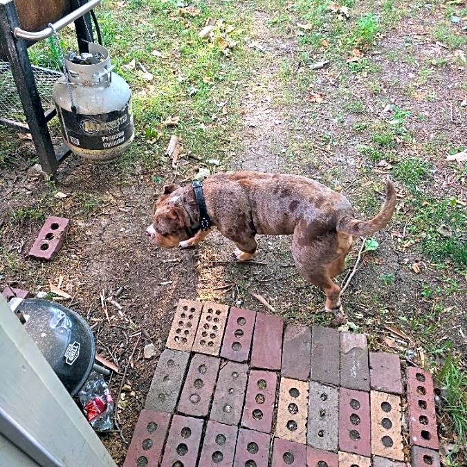 Photo of Boone