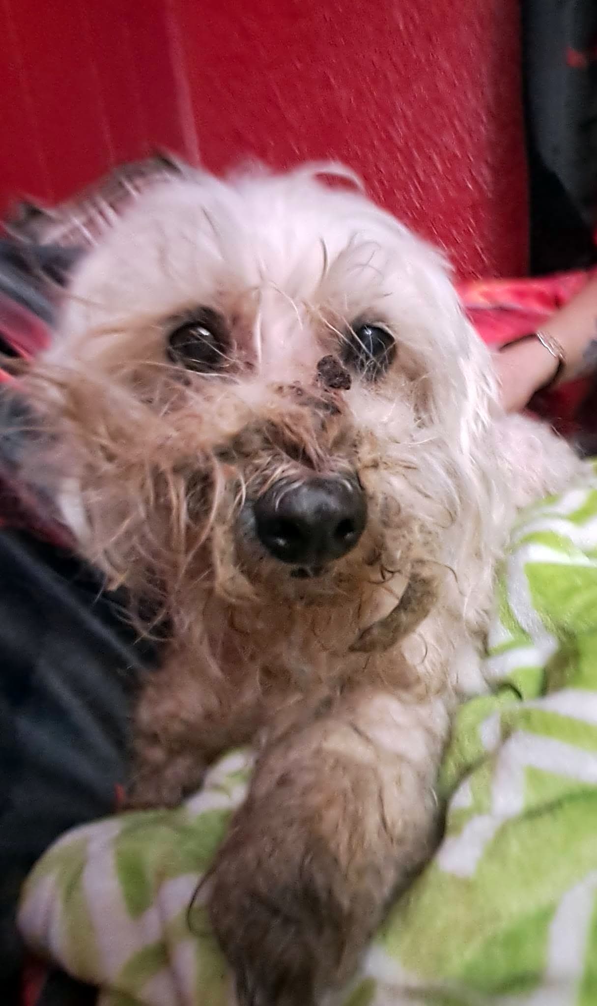 Photo of Kipper