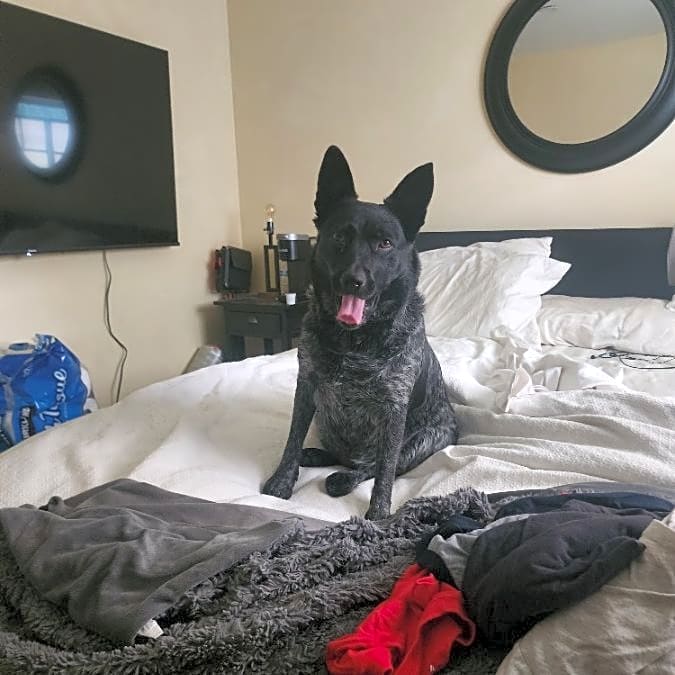 Photo of Shasta