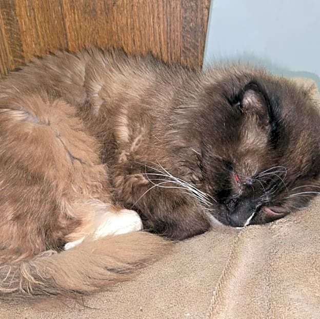 Photo of Gizmo