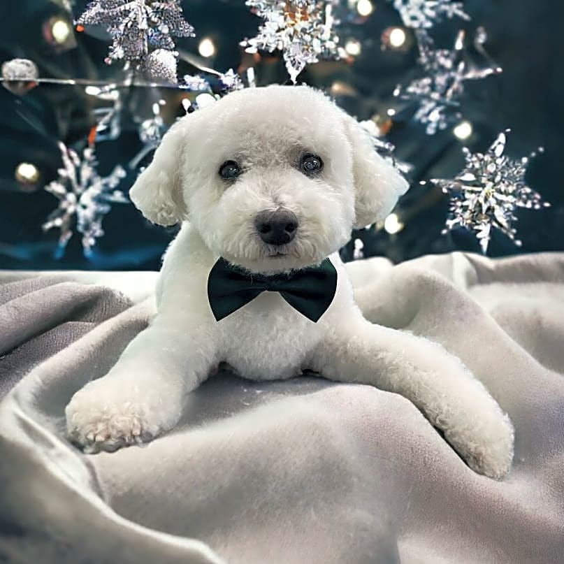 Photo of Brutus