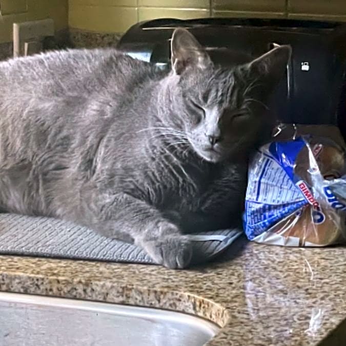 Photo of Meatball
