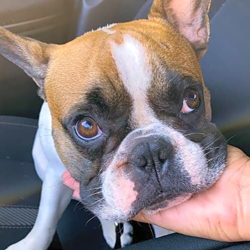 Photo of Bruno