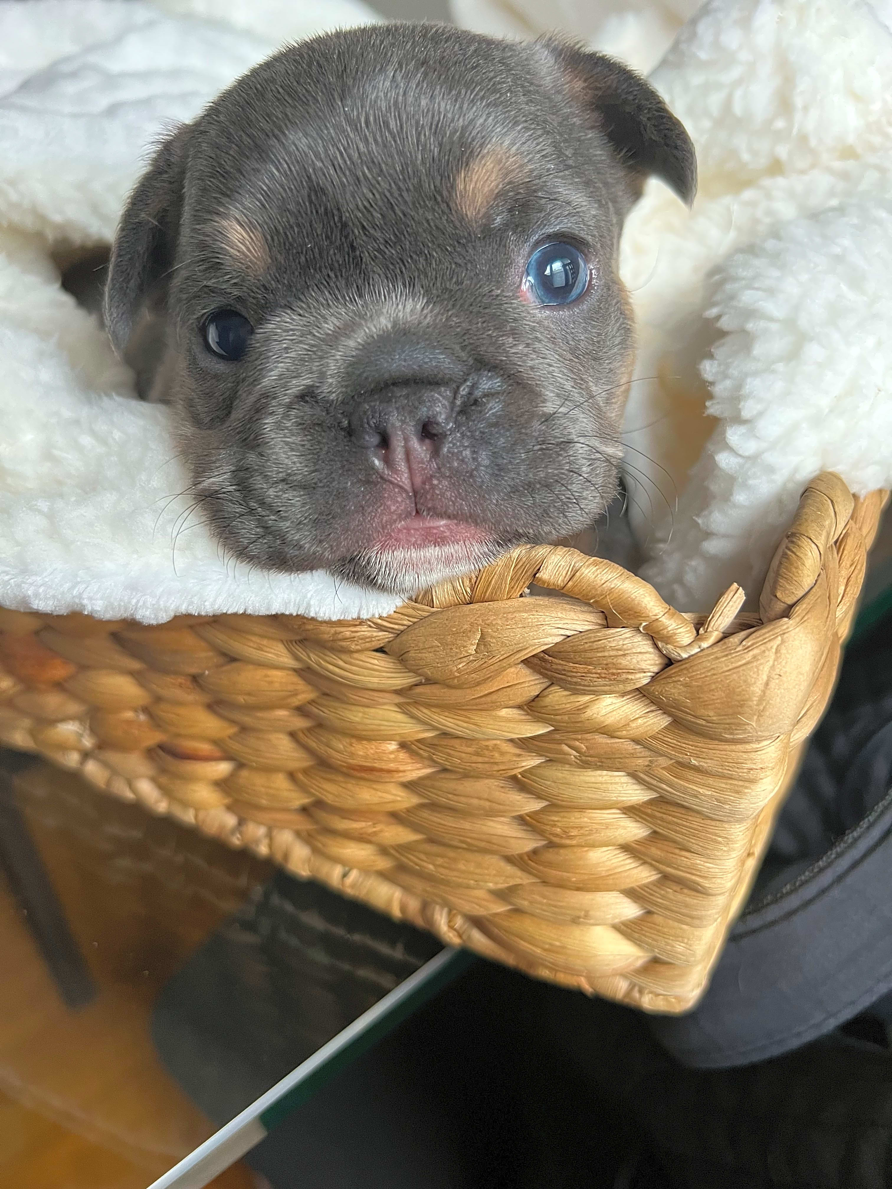 Photo of Duke