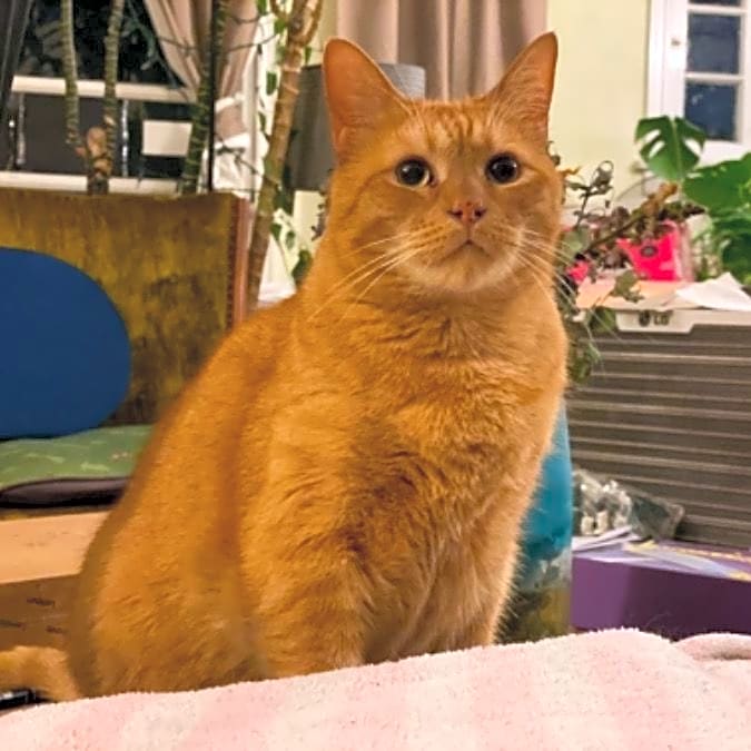 Photo of Kavalier