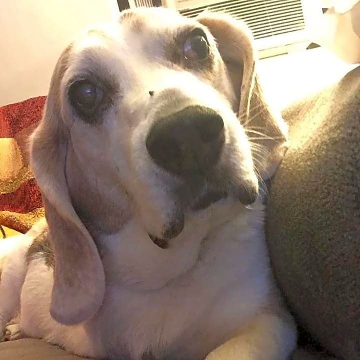 Photo of Snoopy