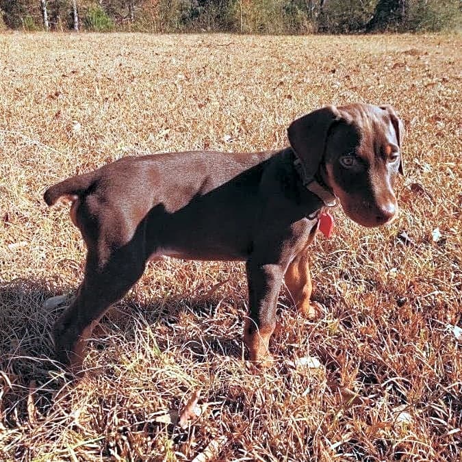 Photo of Delta