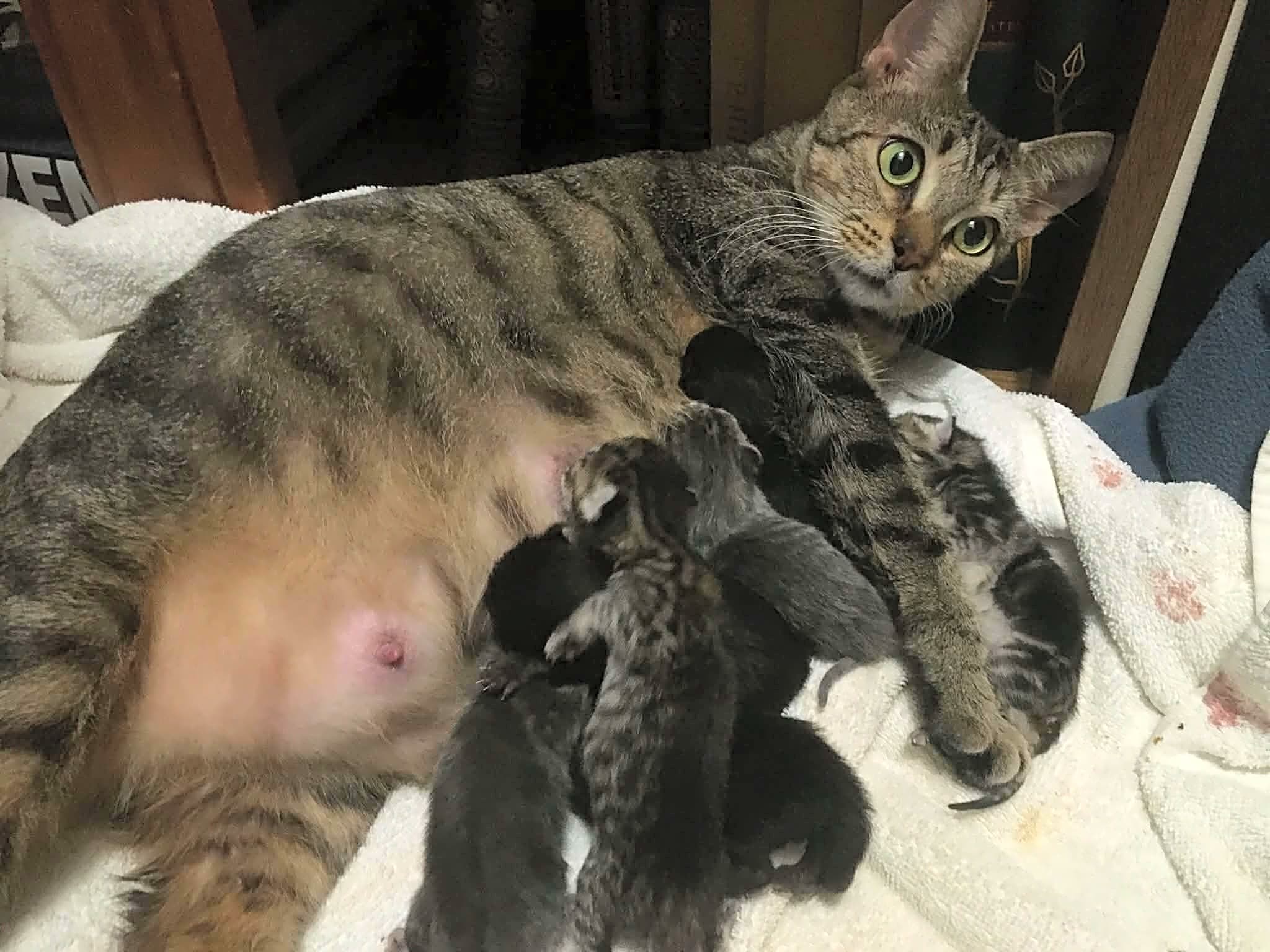 Photo of Freya and babies