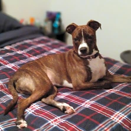 Photo of Brodie