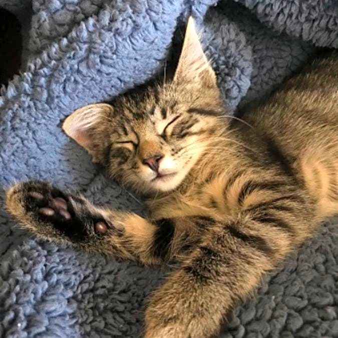 Photo of Lucky