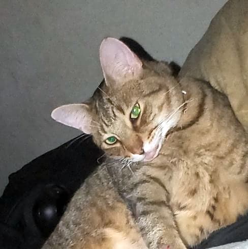 Photo of Simba