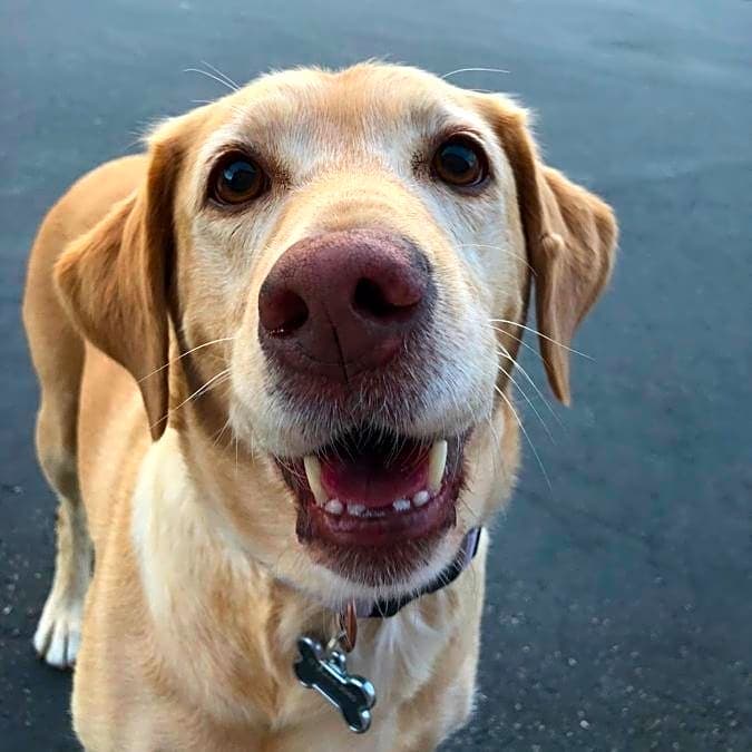 Photo of Goldie
